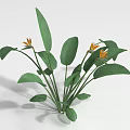 Lush Green Shrub With Vibrant Orange Flowers And Leafy Foliage For Garden