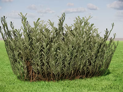 Lush Green Shrub Growing In Vibrant Grass Field Under Blue Sky With White Clouds 3d model