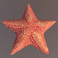 Red Orange Starfish With Detailed Textured Surface On Gray Background
