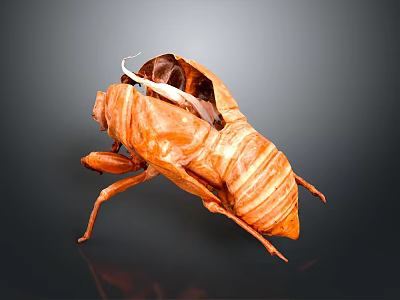 Close Up View Of Brown Cicada Exuvia With Detailed Texture On Dark Background 3d model