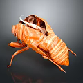 Close Up View Of Brown Cicada Exuvia With Detailed Texture On Dark Background