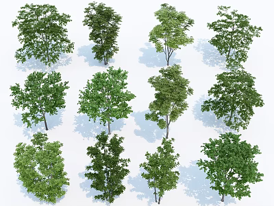 Various Arbor Trees With Different Green Leaf Forms For Landscape Design 3d model