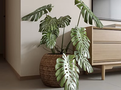Monstera Potted Plant in Wicker Pot with Large Green Leaves for Modern Indoor Wooden Cabinet 3d model