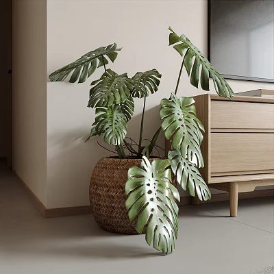 Monstera Potted Plant in Wicker Pot with Large Green Leaves for Modern Indoor Wooden Cabinet 3d model
