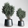 Modern potted plant flowerpot plant ornaments rosemary 3d model