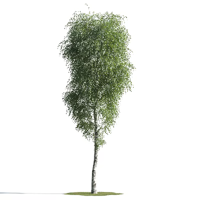 Tall Birch Tree With Lush Green Leaves And White Smooth Trunk In Growth 3d model