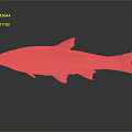 Silver Fish with Orange Fins and Tail Floating in Gray Background with Shiny Reflection