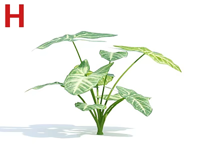 Lush Green Leafy Plant With White Striped Foliage For Indoor Decor 3d model