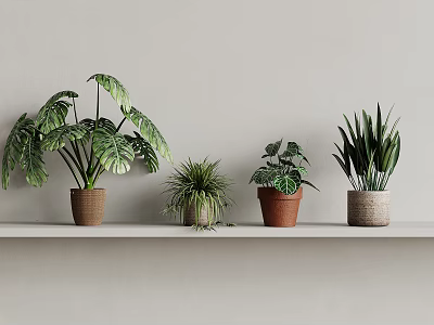 Indoor Green Plants Display On Light Colored Shelf With Various Leaf Shapes And Brown Beige Pots 3d model