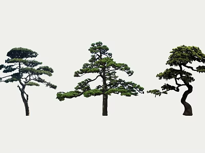Three Distinct Pine Trees Showcasing Curved Branches and Lush Green Foliage 3d model