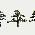 Three Distinct Pine Trees Showcasing Curved Branches and Lush Green Foliage