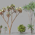 Various Types Of Arbor Trees With Different Leaf Shapes And Trunk Structures