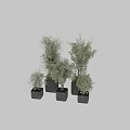 Garden Ornamental Greenery With Various Sizes Potted Plants And Black Textured Square Pots