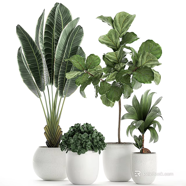 Indoor Plant Decor Set With Large Leaf Green Foliage In White Pots 3d model 