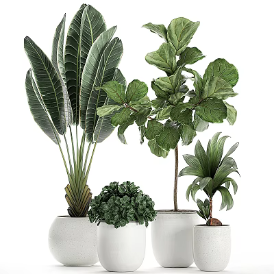 Indoor Plant Decor Set With Large Leaf Green Foliage In White Pots 3d model