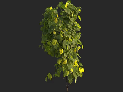 Lush Green Vine With Yellow Accents And Natural Growing Pattern 3d model