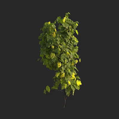 Modern Grape Climbing Vine 3d model