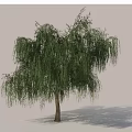 Weeping Tree With Lush Green Hanging Branches And Sturdy Trunk 3d model