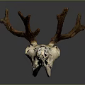 Modern Skull Reindeer Skull Reindeer Skeleton 3d model