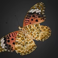 Vibrant Butterfly With Orange Wings Black Spots And White Wing Edges On Dark Background