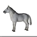 Realistic White Horse Model With Gray Mane And Tail On Black Background