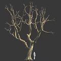 Tall Leafless Tree With Thick Trunk And Many Branches Near Small White Figure