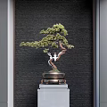 Elegant Bonsai Plant Curved Trunk Lush Leaves Bronze Pot On White Pedestal Dark Brick Wall