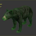 Detailed Black Bear Standing In Natural Pose With Thick Fur And Sharp Claws