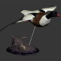 Wooden Display Furniture With Flying Duck Specimen On Decorative Base Stand