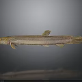 Slender Brownish Yellow Freshwater Fish With Whiskers And Reflection On Gray Background
