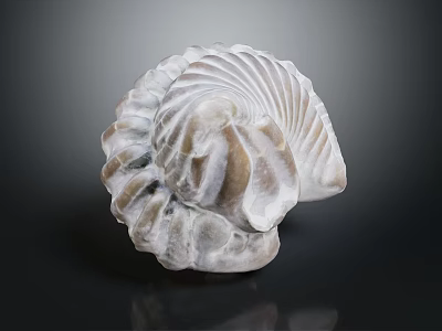Elegant Textured Shell Shaped Decorative Ornaments Set For Home Decor 3d model