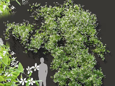 Tall Arbor Featuring Lush Green Foliage and White Small Flowers in Garden Landscape Design 3d model