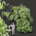 Tall Arbor Featuring Lush Green Foliage and White Small Flowers in Garden Landscape Design