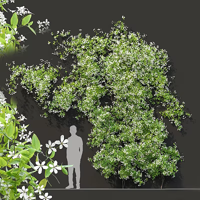 Tall Arbor Featuring Lush Green Foliage and White Small Flowers in Garden Landscape Design 3d model