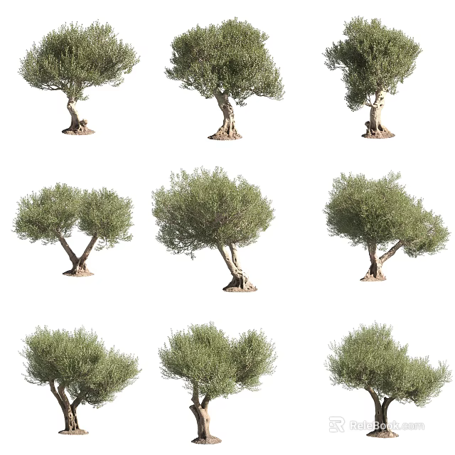 Arbor Trees With Various Growth Forms And Lush Green Foliage For Garden Landscaping 3d model 