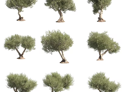 Arbor Trees With Various Growth Forms And Lush Green Foliage For Garden Landscaping 3d model