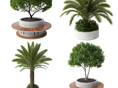 Various Trees Including Palm and Leafy Varieties in Concrete Planters with Wooden Bases 3d model
