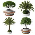 Various Trees Including Palm and Leafy Varieties in Concrete Planters with Wooden Bases