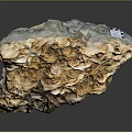 Natural Stone With Wood Like Texture And Golden Brown Crystalline Surface
