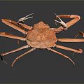 Orange Aquatic Crab With Long Legs And Claws On Dark Background