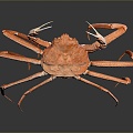 crab sea crab river crab hairy crab bread crab hermit crab big crab small crab marine animal fish 3d model