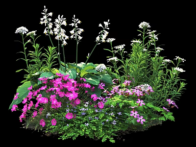 Vibrant Garden Flowers With Pink Blooms White Petals And Lush Green Foliage 3d model