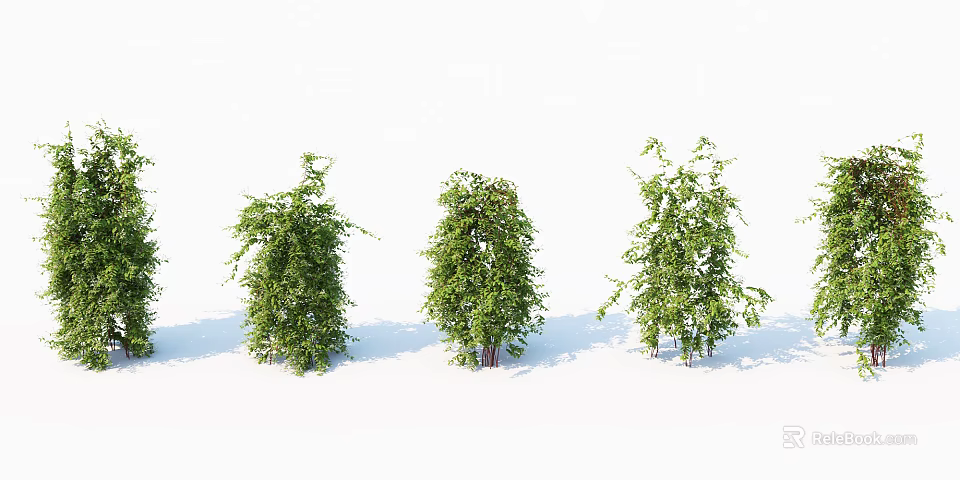 Three Green Bushes With Various Shapes On White Background And Shadows 3d model