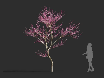 Beautiful Pink Flowering Shrub With Delicate Blossoms And Slender Trunk Near Silhouette Person 3d model