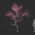 Beautiful Pink Flowering Shrub With Delicate Blossoms And Slender Trunk Near Silhouette Person