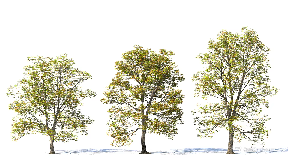 Three Arbor Trees With Green And Yellow Leaves And Visible Trunk And Shadows 3d model 