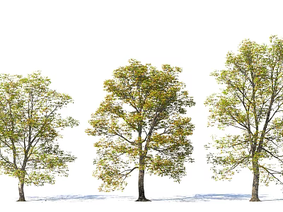 Three Arbor Trees With Green And Yellow Leaves And Visible Trunk And Shadows 3d model
