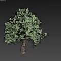 Tall Green Tree With Lush Foliage And Rough Trunk Against Gray Background 3d model