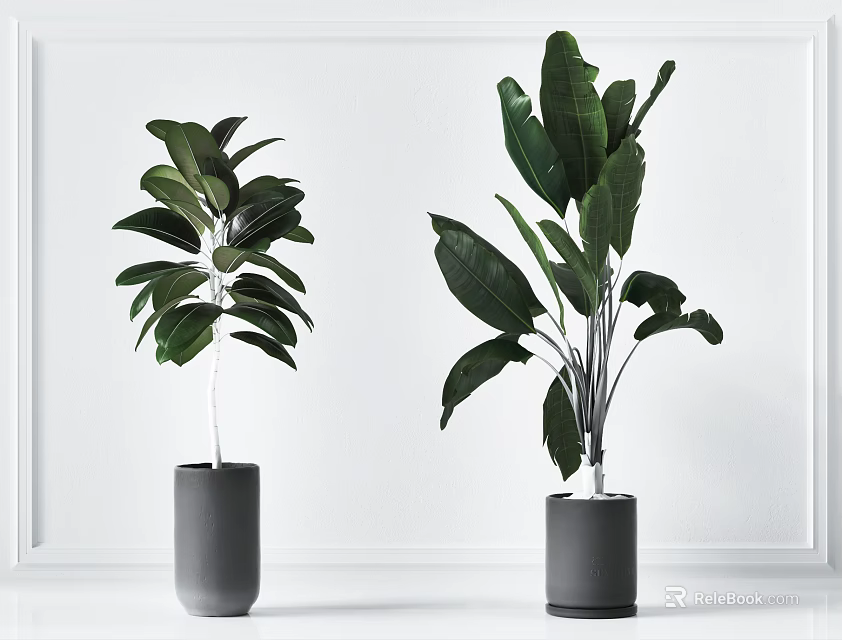 Green Leafy Potted Plants in Gray Pots for Modern Home Decor Against White Background 3d model 
