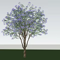 Tall Arbor Featuring Green Leaves Purple Flowers And Natural Shadow On Grass